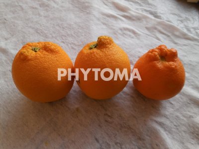 Delottococcus aberiae ( D. aberiae )
